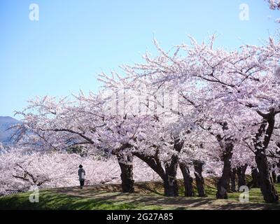 Cerisiers en fleurs dans le parc Goryokaku, ville de Hakodate, Hokkaido, Japon Banque D'Images