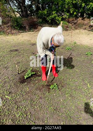 Une femme de quatre-vingt-dix ans se plie au-dessus d'une houe pour faire de l'herbe dans le potager Banque D'Images