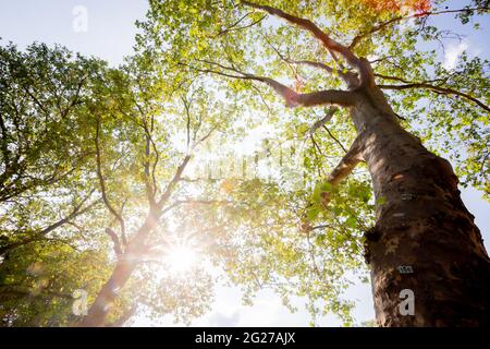 Berlin, Allemagne. 08 juin 2021. Sycamore arbres dans le parc de la ville de Schöneberg. Les feuilles reposent sur le sol et un regard dans les arbres révèle des feuilles brunes et des pousses qui coulent. Les platanes dans la capitale sont malades - mais il y a de l'espoir pour la reprise. Credit: Christoph Soeder/dpa/Alay Live News Banque D'Images