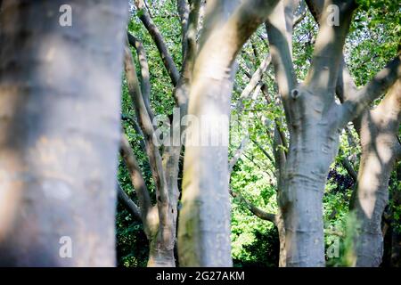 Berlin, Allemagne. 08 juin 2021. Sycamore arbres dans le parc de la ville de Schöneberg. Les feuilles reposent sur le sol et un regard dans les arbres révèle des feuilles brunes et des pousses qui coulent. Les platanes dans la capitale sont malades - mais il y a de l'espoir pour la reprise. Credit: Christoph Soeder/dpa/Alay Live News Banque D'Images