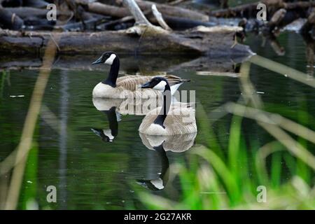 Une paire de Bernaches du Canada, Branta canadensis, nageant dans une région de marais dans les régions rurales de l'Alberta au Canada Banque D'Images