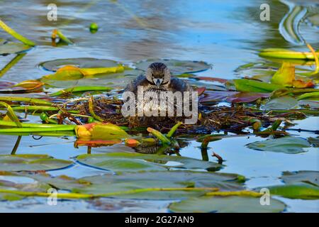 Une vue de face femelle de la Grebe à bec de pied 'Podilymbus podiceps'; assise sur un nid flottant fait de coussins de lilly dans la région marécageuse d'un lac rural de l'Alberta Banque D'Images