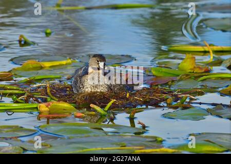 Une femelle de Grebe à bec de pied 'Podilymbus podiceps'; assise d'un nid flottant composé de nénuphars dans la région marécageuse d'un lac rural de l'Alberta Banque D'Images