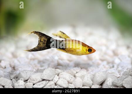 Golden Black LyRetail Molly Poecilia latipinna poisson aquarium Banque D'Images