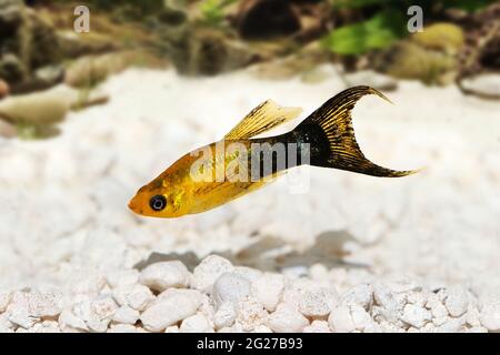 Golden Black LyRetail Molly Poecilia latipinna poisson aquarium Banque D'Images