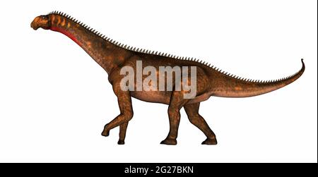Mierasaurus en marche sur un dinosaure, isolé sur fond blanc. Banque D'Images