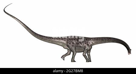 Diplodocus dinosaure marchant, isolé sur fond blanc. Banque D'Images