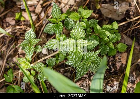 Archange, jaune (Lamium galeobdolon) Gulplister Banque D'Images