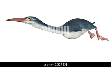 Hesperornis oiseau préhistorique, vue latérale isolée sur fond blanc. Banque D'Images