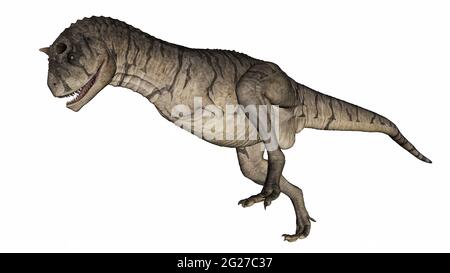 Carnotaurus dinosaure courant, isolé sur fond blanc. Banque D'Images