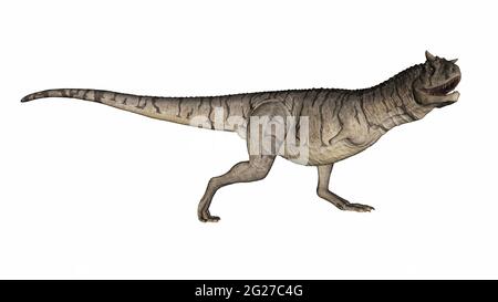 Dinosaure de Carnotaurus, isolé sur fond blanc. Banque D'Images