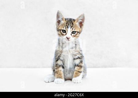 Adorable chaton sur fond blanc Banque D'Images