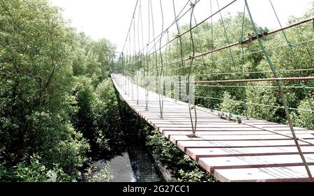 Pont suspendu (ou pont de corde) au-dessus de la forêt de mangrove Banque D'Images