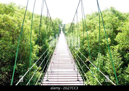 Pont suspendu (ou pont de corde) au-dessus de la forêt de mangrove Banque D'Images