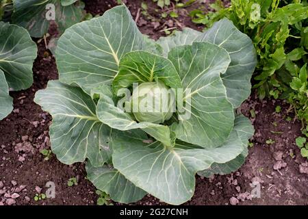 Chou vert frais sur un champ de légumes dans l'air frais. Jardinage. Produits écologiques biologiques. Mise au point sélective douce. Banque D'Images