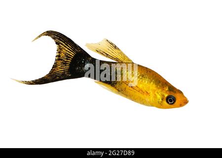 Golden Black LyRetail Molly Poecilia latipinna poisson aquarium Banque D'Images