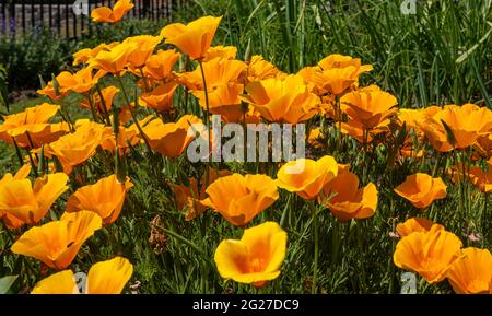 Des coquelicots californiens vibrants au Community Garden @ Snellville dans le métro d'Atlanta, Géorgie. (ÉTATS-UNIS) Banque D'Images