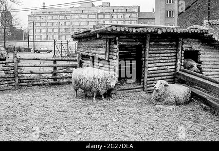 Animaux de ferme à côté du mur, Berlin-Ouest, Allemagne, 1983. Banque D'Images