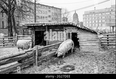 Animaux de ferme à côté du mur, Berlin-Ouest, Allemagne, 1983. Banque D'Images