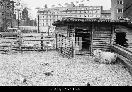 Animaux de ferme à côté du mur, Berlin-Ouest, Allemagne, 1983. Banque D'Images