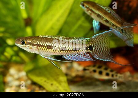 Damier Cichlid Dicrossus filamentosus aquarium poisson nain cichlid Banque D'Images