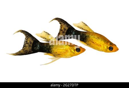 Golden Black LyRetail Molly Poecilia latipinna poisson aquarium Banque D'Images