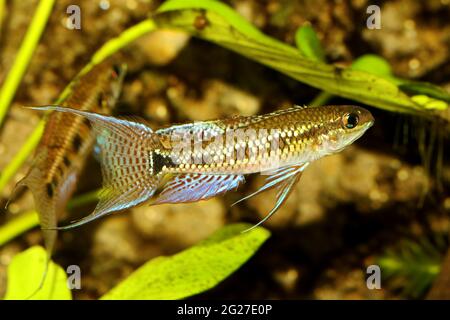 Damier Cichlid Dicrossus filamentosus aquarium poisson nain cichlid Banque D'Images