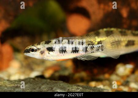 Damier Cichlid Dicrossus filamentosus aquarium poisson nain cichlid Banque D'Images