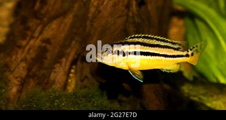 Cichlid Melanochromis auratus auratus golden mbuna isolées de poissons d'aquarium Banque D'Images