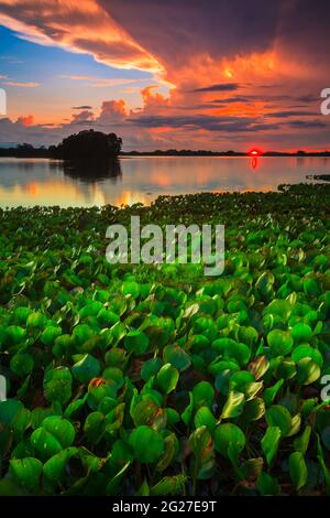 Panama paysage au coucher du soleil au bord du lac de Refugio de vida Silvestre Cienage las Macanas réserve naturelle, province de Herrera, République du Panama. Banque D'Images