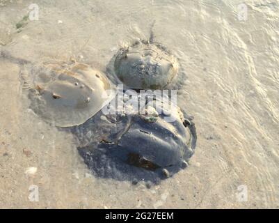 Crabes en fer à cheval (Limulus polyphemus) se accouplant au mois de juin. Setauket Harbour, New York, États-Unis. Banque D'Images