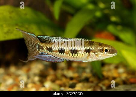 Damier Cichlid Dicrossus filamentosus aquarium poisson nain cichlid Banque D'Images