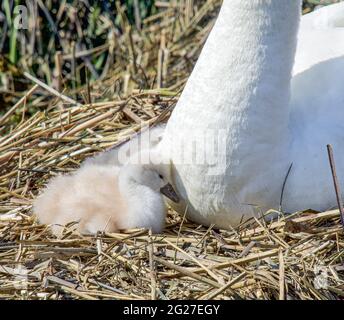 Un cygnnet de cygne endormi (couleur de Cygnus) s'appuie contre la base du cou de sa mère. Gros plan. Copier l'espace. Banque D'Images