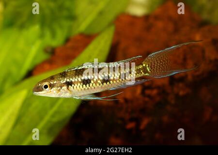 Damier Cichlid Dicrossus filamentosus aquarium poisson nain cichlid Banque D'Images