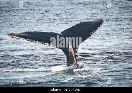 Une baleine à bosse (megaptera novaeangliae) avec sa queue fluke hors de l'eau. Copier l'espace. Great South Channel, Atlantique Nord. Banque D'Images