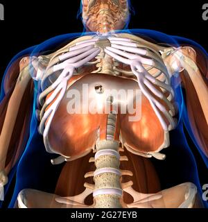 Rendu 3D de l'anatomie du diaphragme humain, vue à angle bas sur fond noir. Banque D'Images