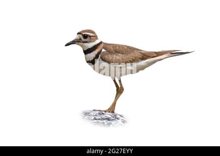 Killdeer, (Charadrius vociferus), oiseau coupé sur fond blanc Banque D'Images