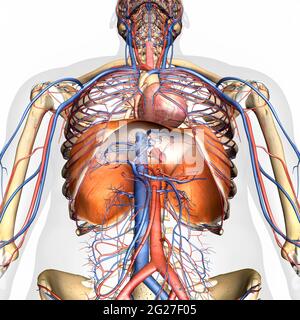 Rendu 3D de l'anatomie du diaphragme avec système circulatoire, sur fond blanc. Banque D'Images