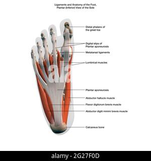 Ligaments et muscles du pied humain, vue plane de la semelle avec des étiquettes. Banque D'Images