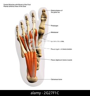 Rendu 3D des muscles centraux et des os du pied humain, avec des étiquettes. Banque D'Images