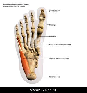 Rendu 3D des muscles latéraux et des os du pied humain, avec des étiquettes. Banque D'Images