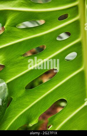 Texture de feuilles tropicales exotiques en pleine croissance dans le parc Banque D'Images