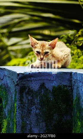 un joli chaton aux cheveux de couleur dorée se détend sur un mur bleu pendant la journée tout en regardant l'appareil photo Banque D'Images