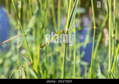 Libellule de pondhawk orientale femelle (Erythemis simplicollis) en Iowa Banque D'Images