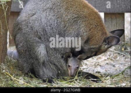 VINNYTSIA, UKRAINE - 8 JUIN 2021 - Un wallaby joey reste dans la poche au Zoo Courtyard dans le Mykola Leontovych Central Park of Culture and Leisur Banque D'Images