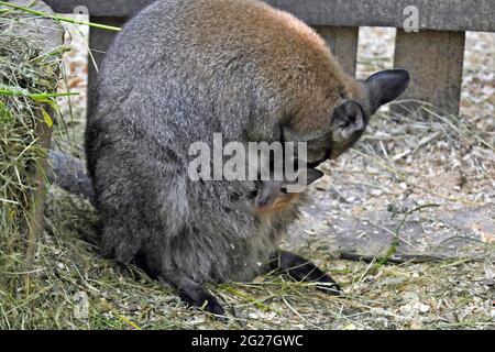 VINNYTSIA, UKRAINE - 8 JUIN 2021 - Un wallaby joey reste dans la poche au Zoo Courtyard dans le Mykola Leontovych Central Park of Culture and Leisur Banque D'Images