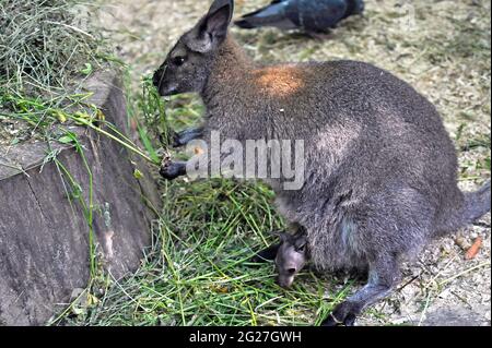 VINNYTSIA, UKRAINE - 8 JUIN 2021 - Un doe wallaby porte un joey dans la poche au Zoo Courtyard dans le Mykola Leontovych Central Park of Culture an Banque D'Images