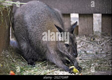 VINNYTSIA, UKRAINE - 8 JUIN 2021 - Un wallaby vit au Zoo Courtyard dans le Parc central de la culture et des loisirs de Mykola Leontovych, Vinnytsia, cent Banque D'Images