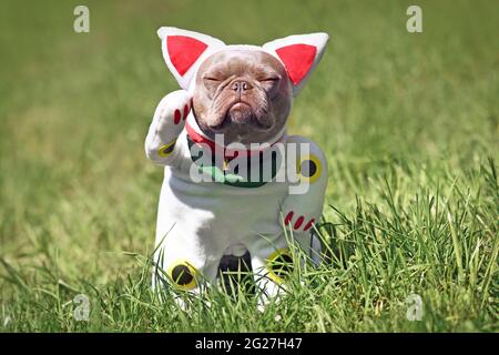Chien Bulldog français lilas habillé avec le traditionnel japonais appelé « Meeki Neko » Winking chanceux chat costume d'Halloween avec un faux bras relevé Banque D'Images
