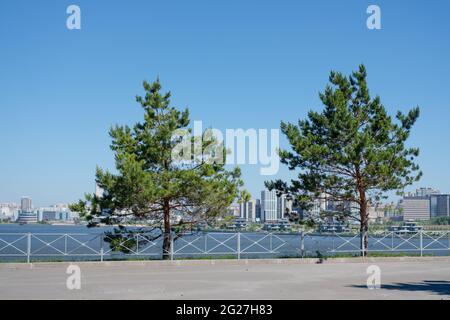 deux arbres dans la ville contre le fond de la mer. Contraste de la nature et de la ville. Arbres jumelés. Nature dans la ville. Des pièces de verdure dans la ville Banque D'Images